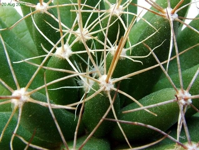 Mammillaria_ longimamma _05
